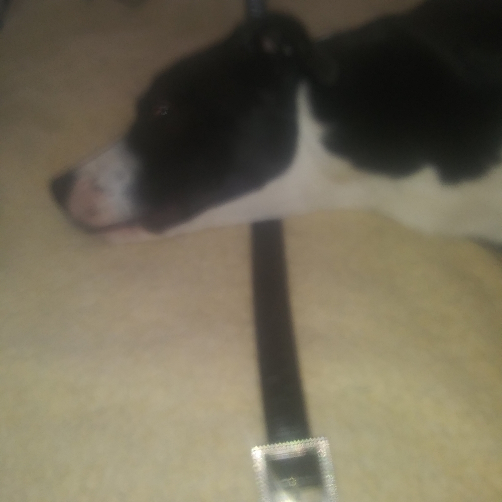 Leather Rock Black Aligator Belt